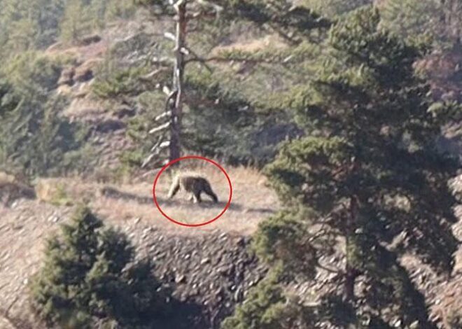 Doğa yürüyüşünde şoke eden an! Bozayıyla karşılaştılar